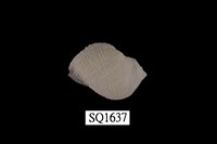 藏品(紫口珊瑚螺)的圖片